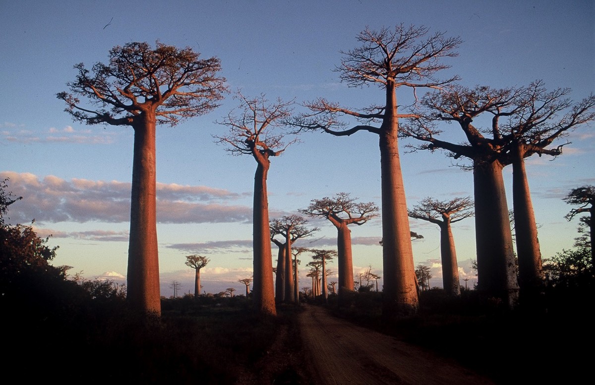 travellocal madagascar